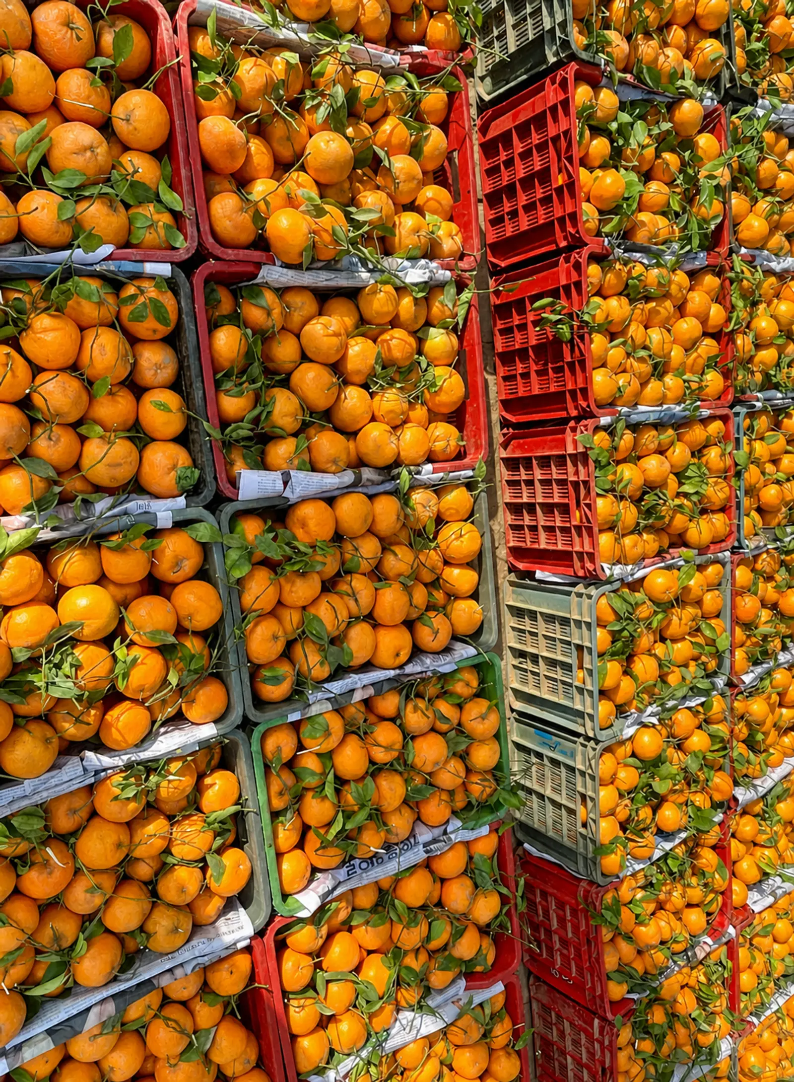 Freshly harvested Burhan Farms kinnow arranged in field crates