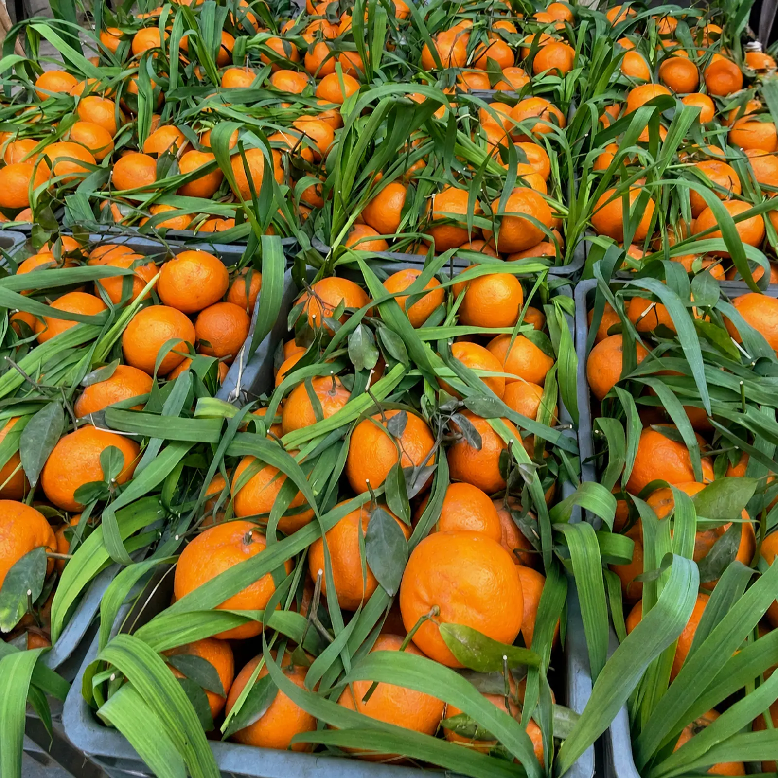 Fresh Burhan Farms kinnow with natural green foliage after harvest