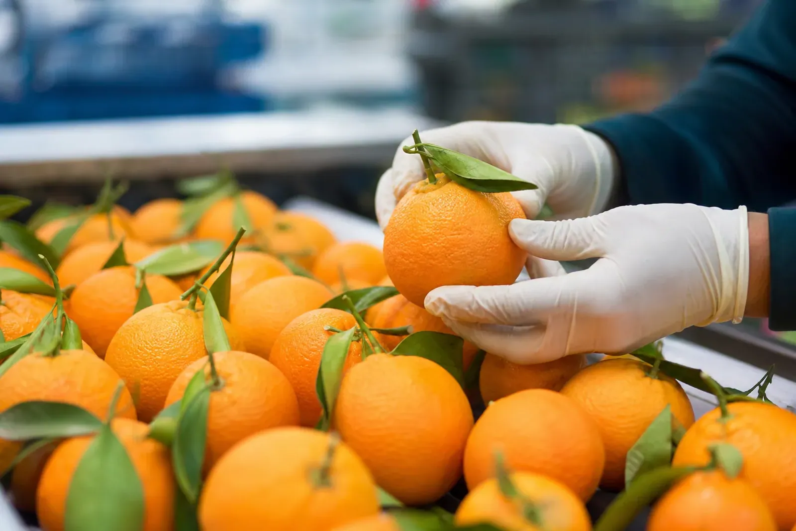 Illustrative view of fresh oranges selected for export